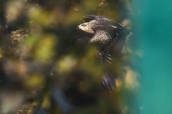 Cerf Volant Noir Recherche Nourriture — Photo