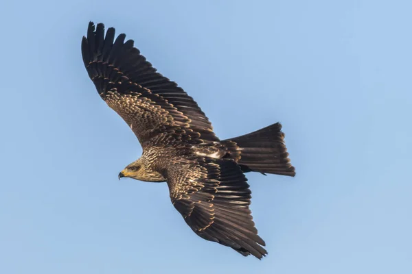 Een Vliegende Zwarte Vlieger Zoek Naar Voedsel — Stockfoto