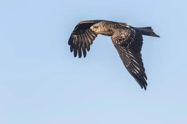 Flying Black Kite Search Food — Stock Photo, Image