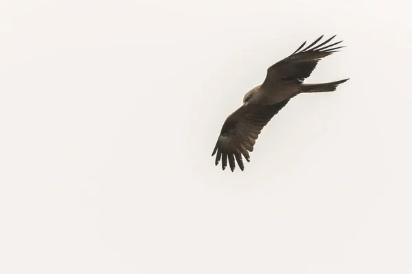 食べ物を求めて空飛ぶ黒い凧 — ストック写真