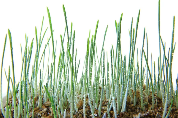 Seedlings Barley Cat Grass Few Days Sowing Free Spin White — Stock Photo, Image