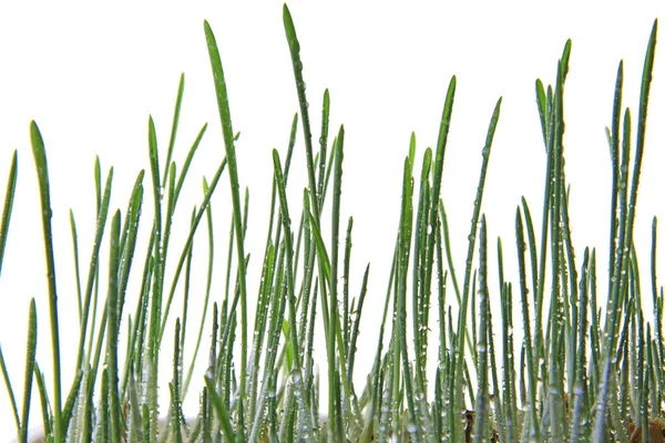 Piantine Orzo Come Erba Gatto Pochi Giorni Dopo Semina Free — Foto Stock