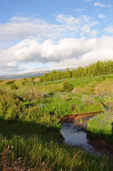 Krajobraz Egilsstadir Islandia Las Potok Woda Zieleń Natura Naturalny Krajobraz — Zdjęcie stockowe