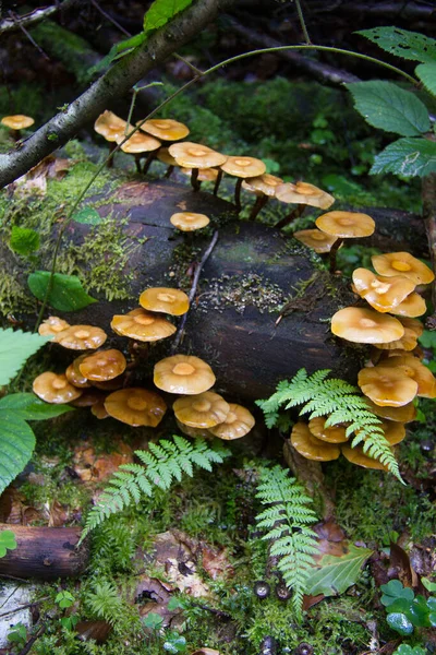 Mushroom Ring Rotten Tree Trunk Forest Styria — Stock Photo, Image