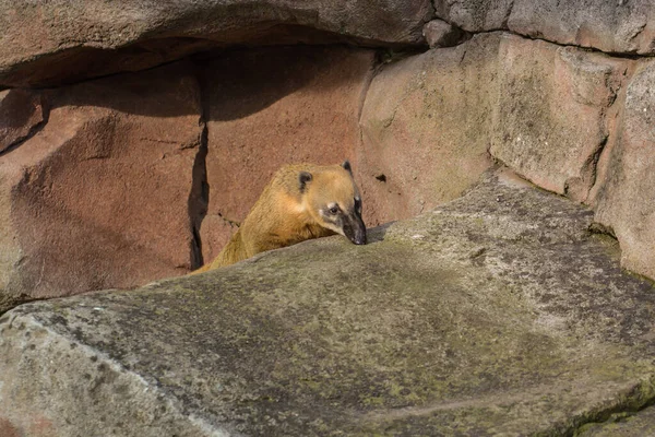 Nez Ours Dans Zoo — Photo