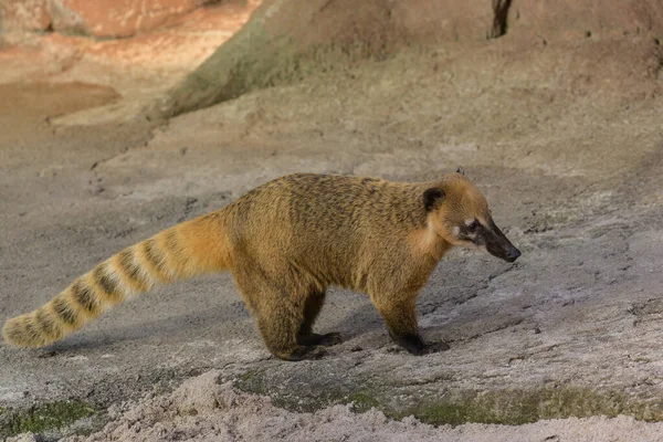 Neusbeer Dierentuin — Stockfoto