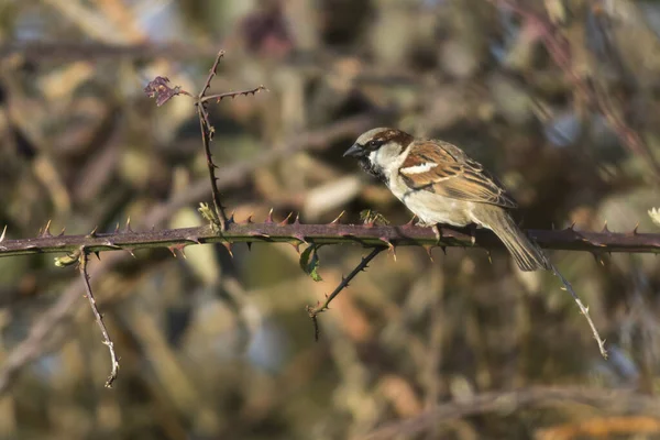 Sparv Sitter Gren — Stockfoto