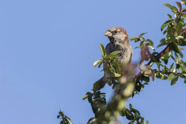 一只家养的麻雀坐在树枝上 — 图库照片