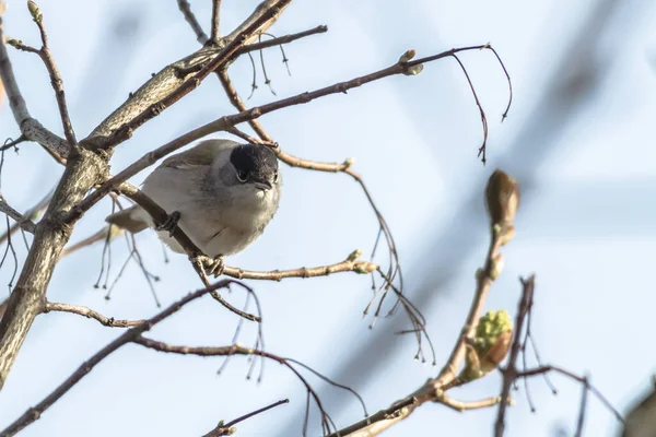 Eine Mönchsgrasmücke Geäst — Stockfoto