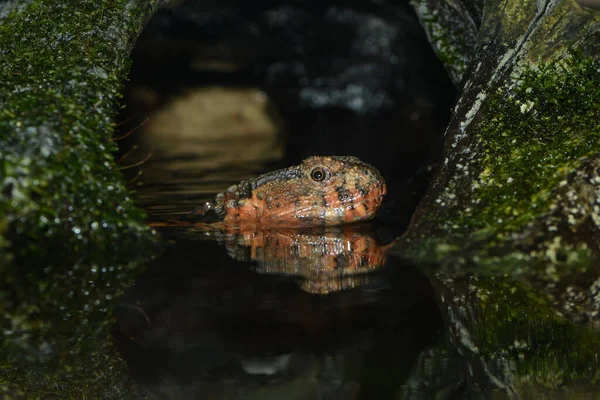 洞窟の中の水竜 — ストック写真