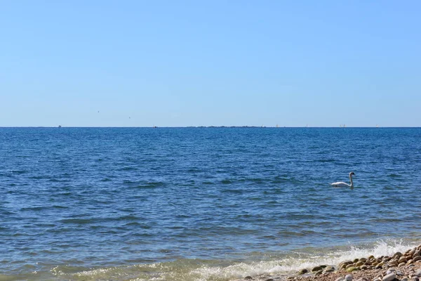 Schwäne Mittelmeer — Stockfoto