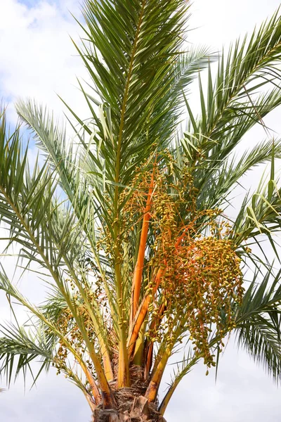 Palm Leaves Spain Copy Space — Stock Photo, Image