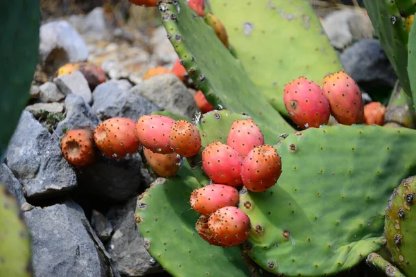 Cactus Higo España — Foto de Stock