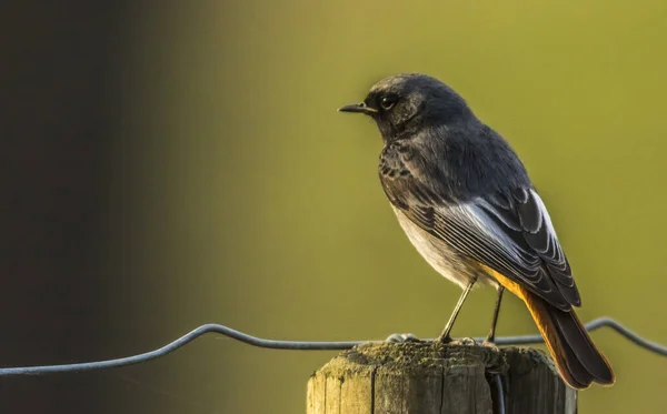 Ein Hausrotschwanz Wartet Auf Ihn — Stockfoto