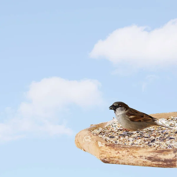 Bird Sitting Rock Air — Stock Photo, Image