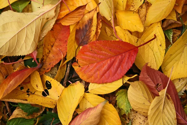 秋の紅葉 秋の植物 — ストック写真