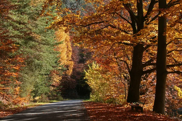 Herfst Bos Kleurrijke Bladeren — Stockfoto