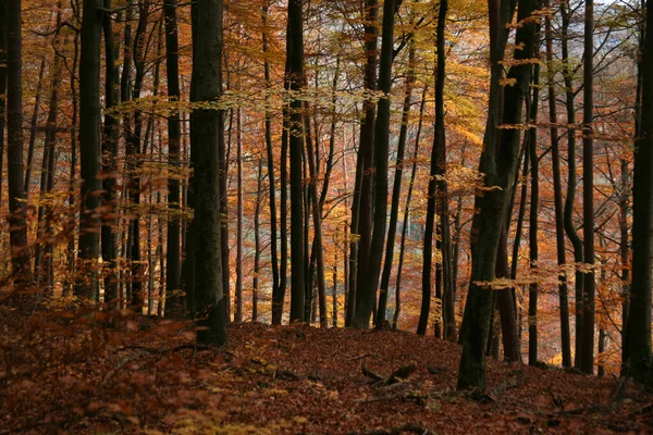 Podzimní Les Barevné Listy — Stock fotografie