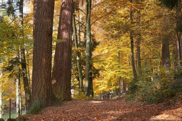 Φθινοπωρινό Δάσος Πολύχρωμα Φύλλα — Φωτογραφία Αρχείου