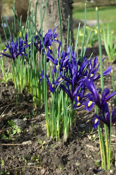 Kleine Netzblättrige Schwertlilie — Stockfoto