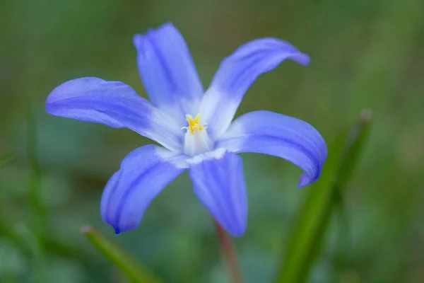 Piękne Botaniczne Ujęcie Naturalna Tapeta — Zdjęcie stockowe