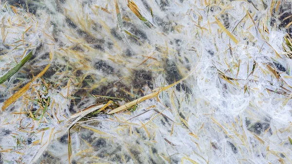 Grass Ice Winter — Stock Photo, Image