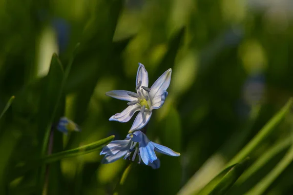 Stella Blu Siberiana Fiore — Foto Stock