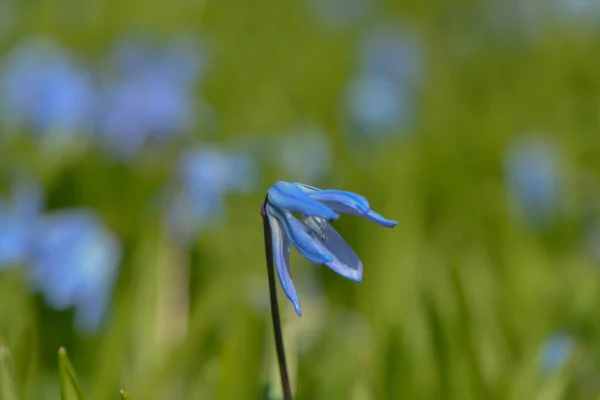 Sibirischer Blauer Stern — Stockfoto