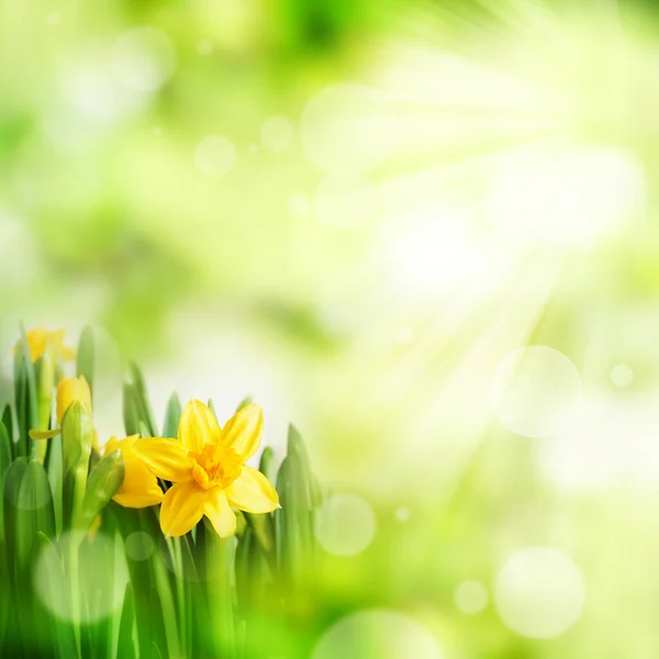 Fundo Mola Verde Brilhante Com Narcisos Efeitos Bokeh — Fotografia de Stock