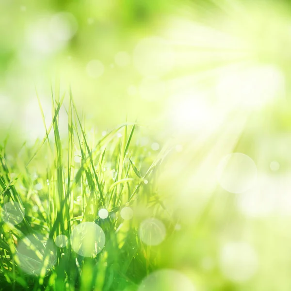 Helles Grünes Frühjahr Hintergrund Mit Gras Und Bokeh Effekte — Stockfoto