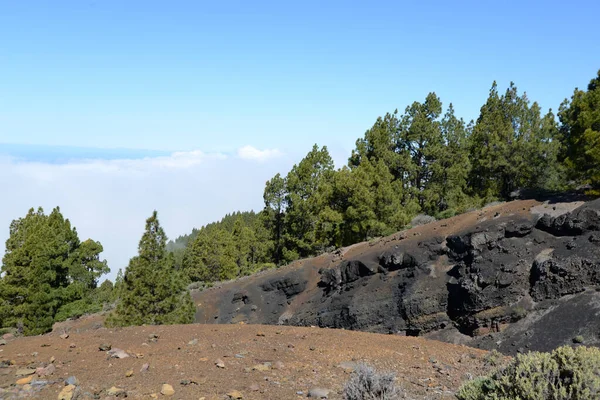 Volkanik Rota Routa Los Volcanes Ağaç Palma Kanarya Adaları Kanarya — Stok fotoğraf