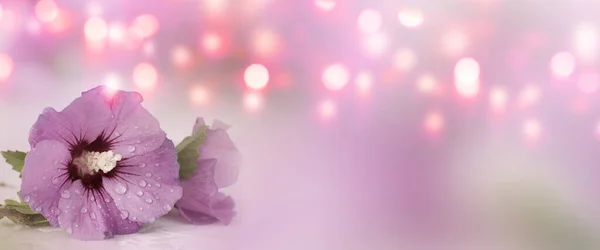 Весенняя Панорама Фиолетовым Цветком Гибискуса Боке Концепции Дня Матери — стоковое фото