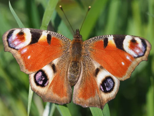 Pavão Olho Borboleta Flora Inseto — Fotografia de Stock