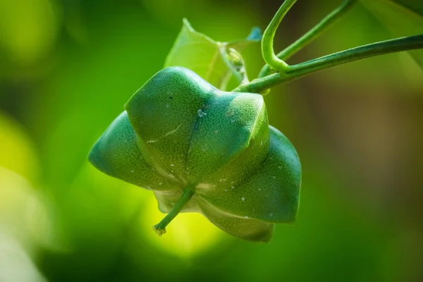 Sacha Inchi 种植园里印加花生胶囊 — 图库照片