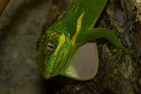 Șopârlă Animal Iguana Reptilă — Fotografie, imagine de stoc