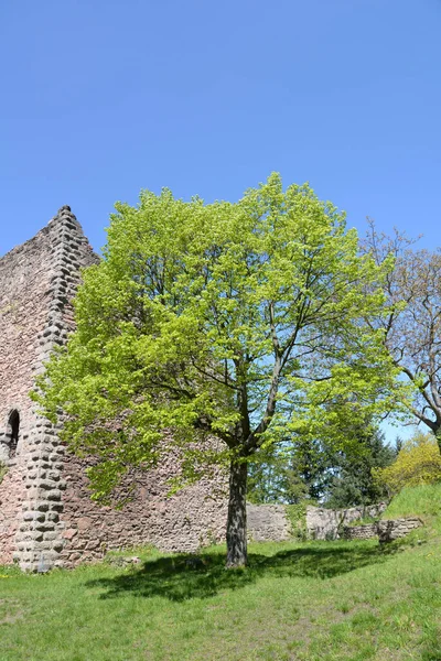 Ruine Schauenburg Oberkirch — Stockfoto