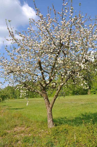 Árvores Maçã Flor Borda Campo — Fotografia de Stock