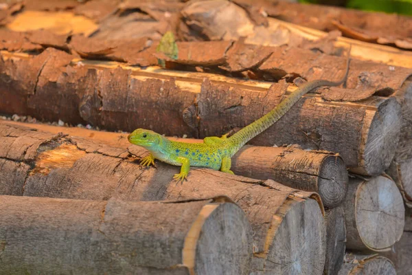 Perleidechse Wald — Stockfoto