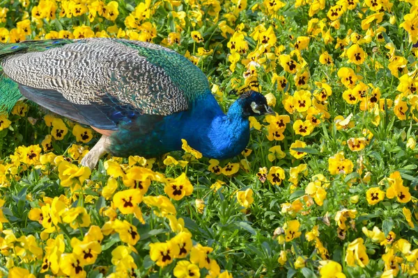 Belo Pavão Parque — Fotografia de Stock