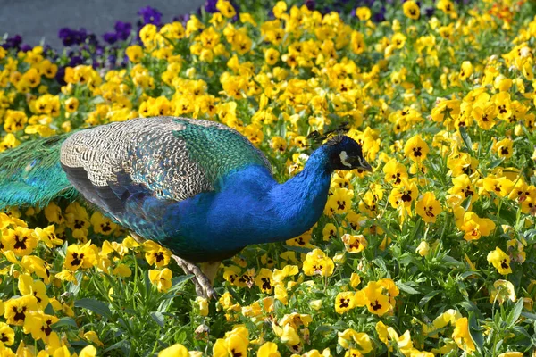 Belo Pavão Parque — Fotografia de Stock