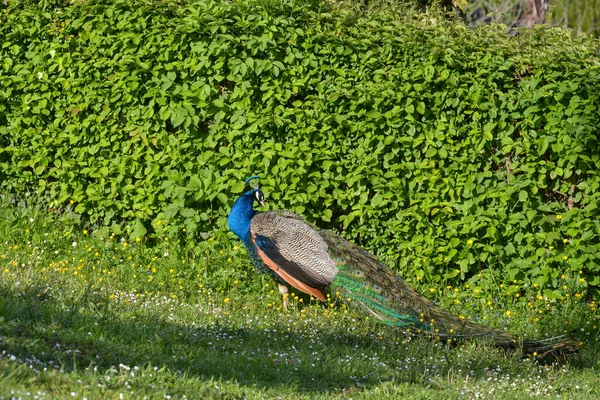 Beautiful Peacock Park — Stock Photo, Image