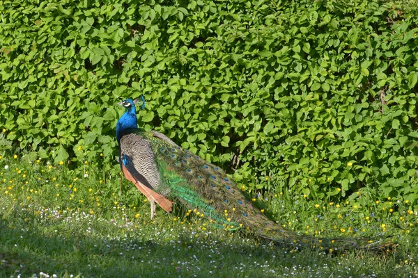 Gyönyörű Páva Parkban — Stock Fotó