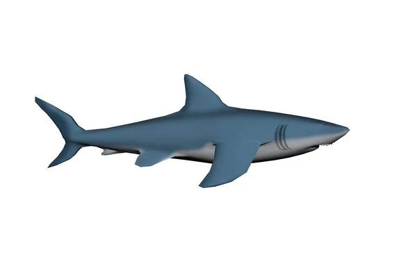 Shark Illustration Predatory Fish — Stock Photo, Image