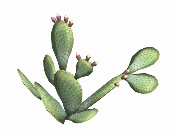 Кактусова Рослина Колюча Кактусова Флора — стокове фото