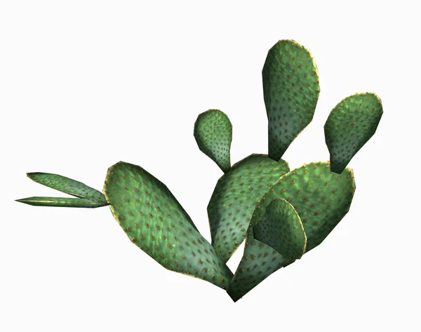 Plante Cactus Flore Cactus Épineux — Photo