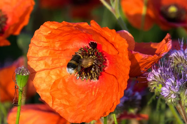 Amapolas Campo Primavera Con Amapolas Rojas Flor —  Fotos de Stock