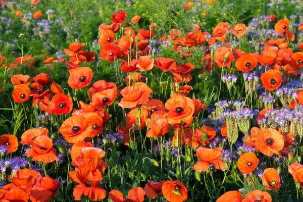 Papaveri Campo Primavera Con Papaveri Rossi Fiore — Foto Stock