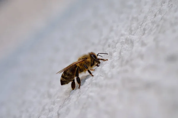 Пчела Apis Стене Дома Крупным Планом — стоковое фото