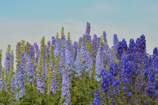 Синие Дикие Цветы Лугу — стоковое фото