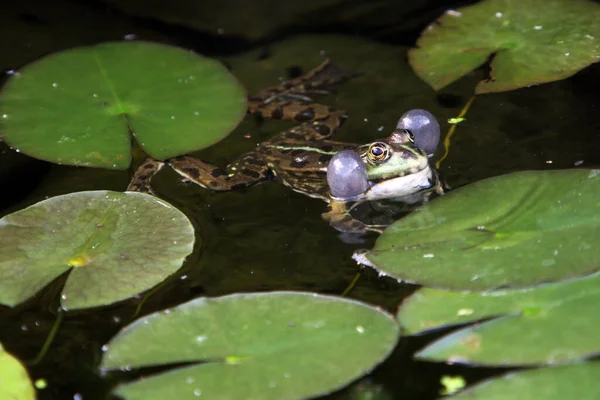 Pond frog (Pelophylax esculentus,Rana esculenta),water frog